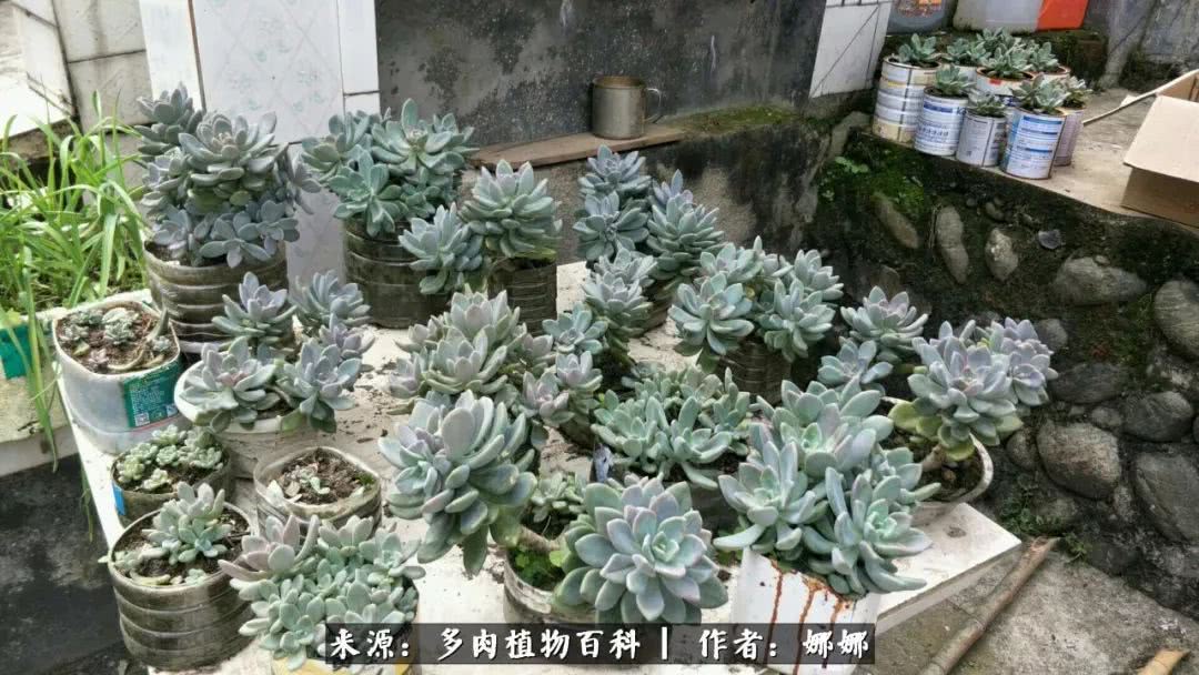 篱笆花开情常在，守你一生不变！