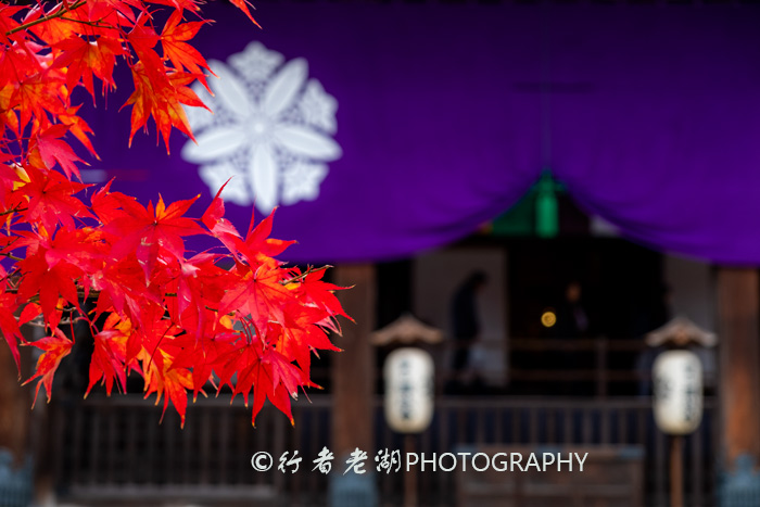 国内旅游怎么选择日本景点,为什么很多人选择日本旅游