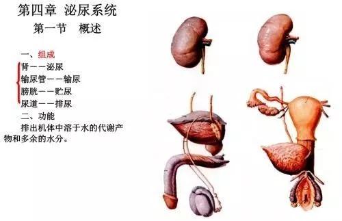 泌尿外科都是男的吗,泌尿外科都是些什么病人