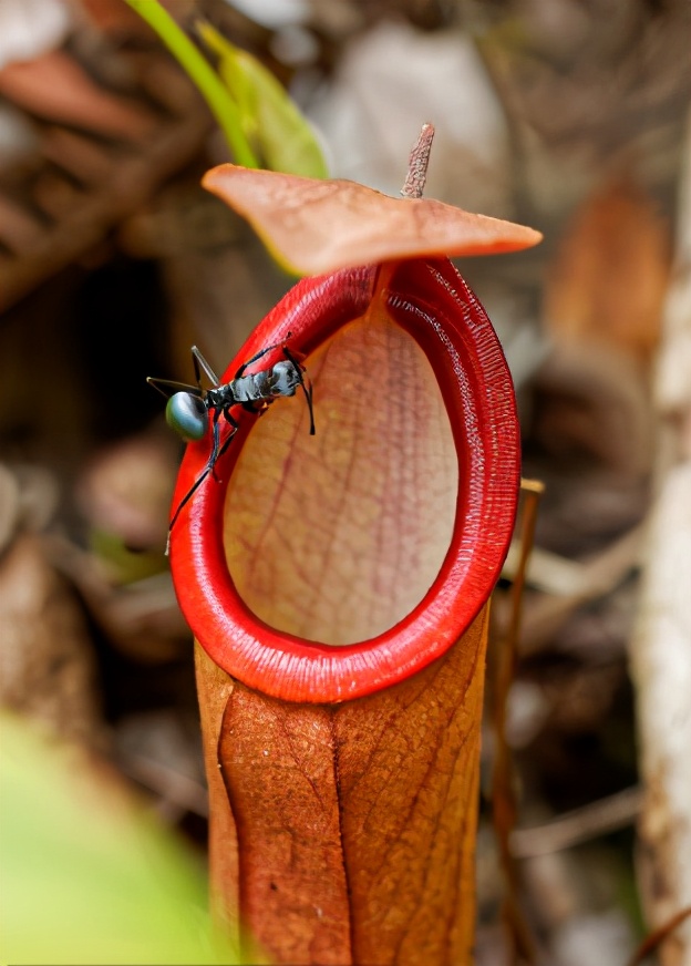 猪笼草吃瓢虫,猪笼草吃老鼠