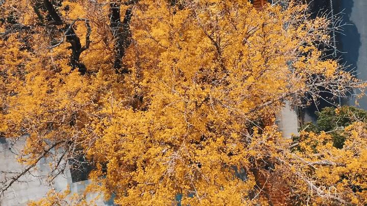 “秀木参天满目娆,落黄漫舞万千娇”二严寺600多年的雌雄古银杏,看了就移不开眼