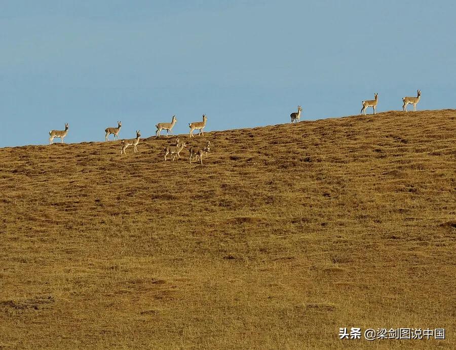 禁止野生动物保护环境人人有责,保护生态环境禁止野生动物上餐桌