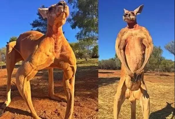 袋鼠和人打架视频,袋鼠为什么喜欢和狗狗打架