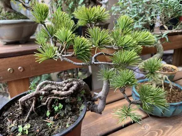 养花需要用到比较贵的东西,养花很贵自己养自己