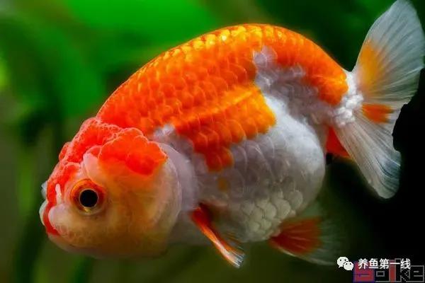 金鱼的种类图片和名字观赏,金鱼的品种分别有哪些图片
