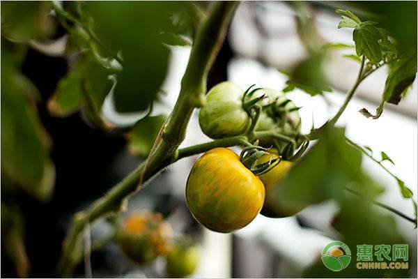 番茄膨果期的管理,番茄膨果期整枝打叶技术