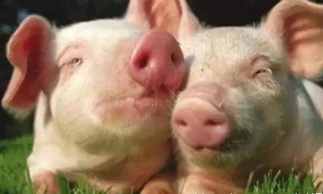 养猪必备特效药,鸡蛋清对猪的作用与功效