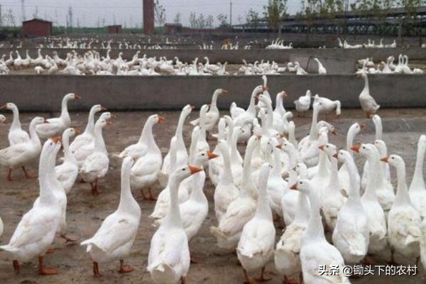 如今养鹅还有市场吗,养鹅形势