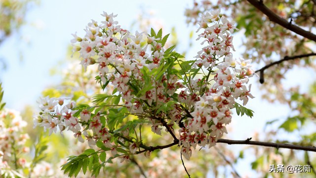 哪里种文冠果最好,文冠果怎么种