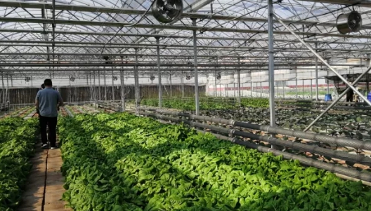 虫草市场前景如何,新零售虫草