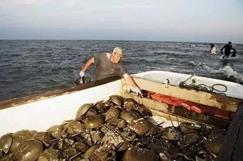 世界上哪种动物的血最贵,世界上最值钱的动物血