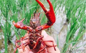 小龙虾饵料有哪几种？如何鉴别优劣呢？