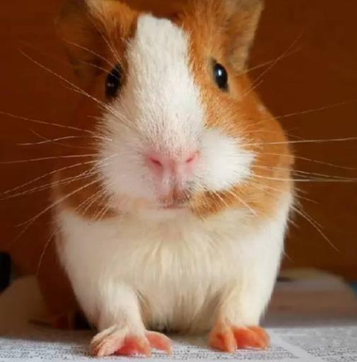 最受欢迎的10种宠物猫狗,十大最受欢迎的宠物排名