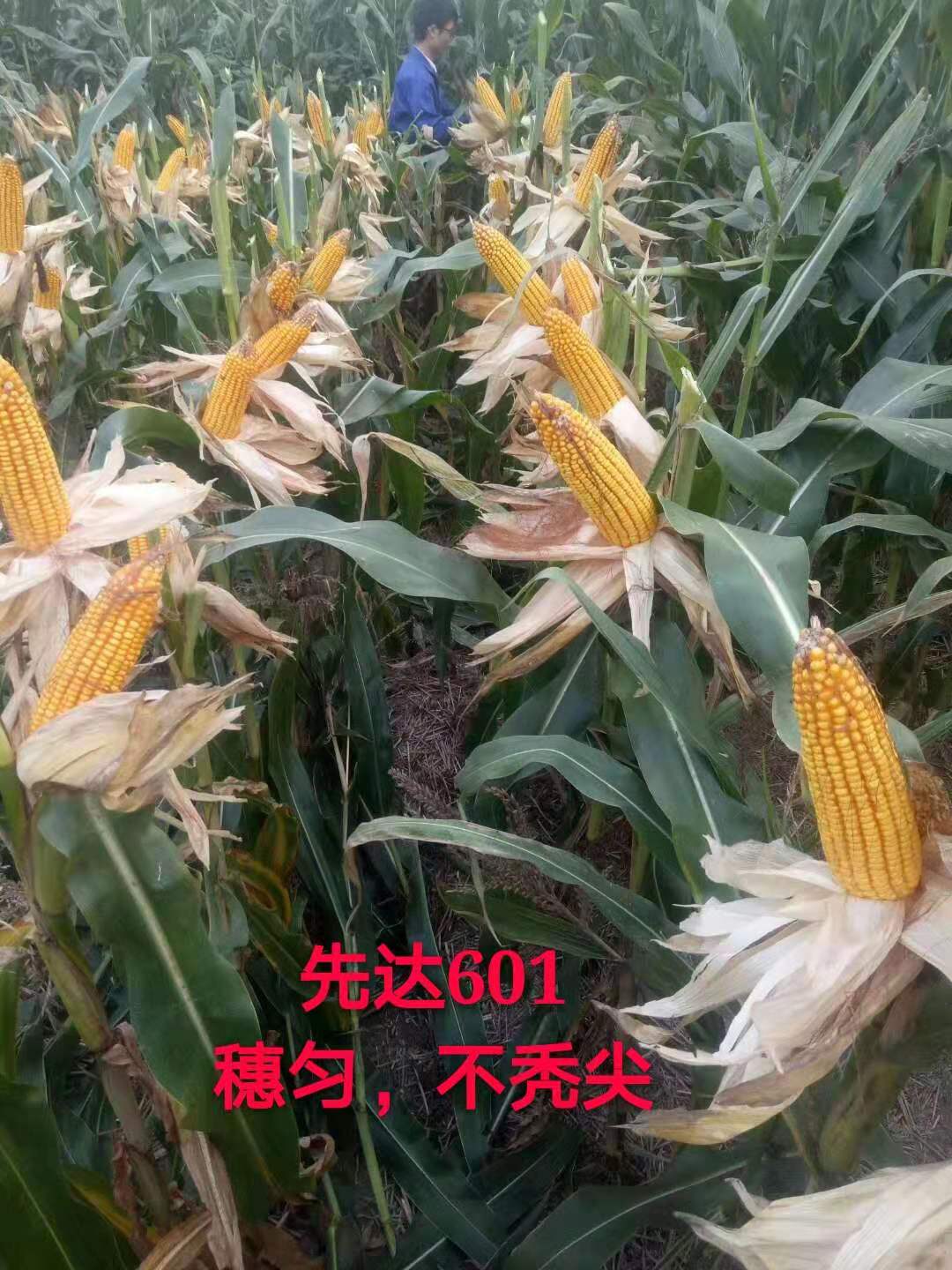抗病性突出,什么玉米品种高抗锈病