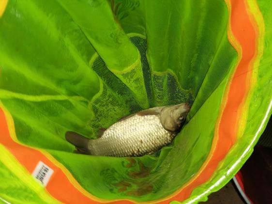 本汀金迦潘强弓5.4鱼竿测评,本汀宗师108跟金迦潘怎么选