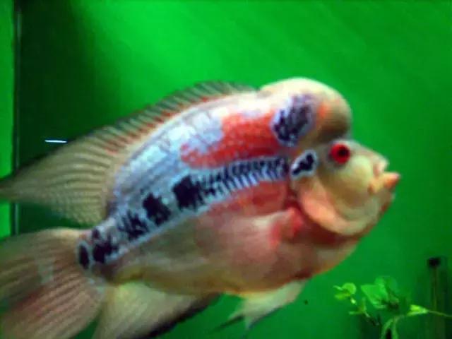 会咬鱼的观赏鱼,观赏鱼哪些不会咬人