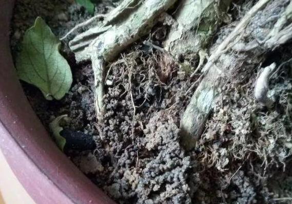 盆栽蚂蚁怎么快速处理掉,盆栽里面有蚂蚁怎么消除