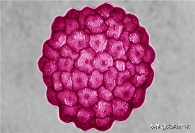 人乳头瘤病毒HPV嚣张猖獗，目前还没有口服药物能对付我