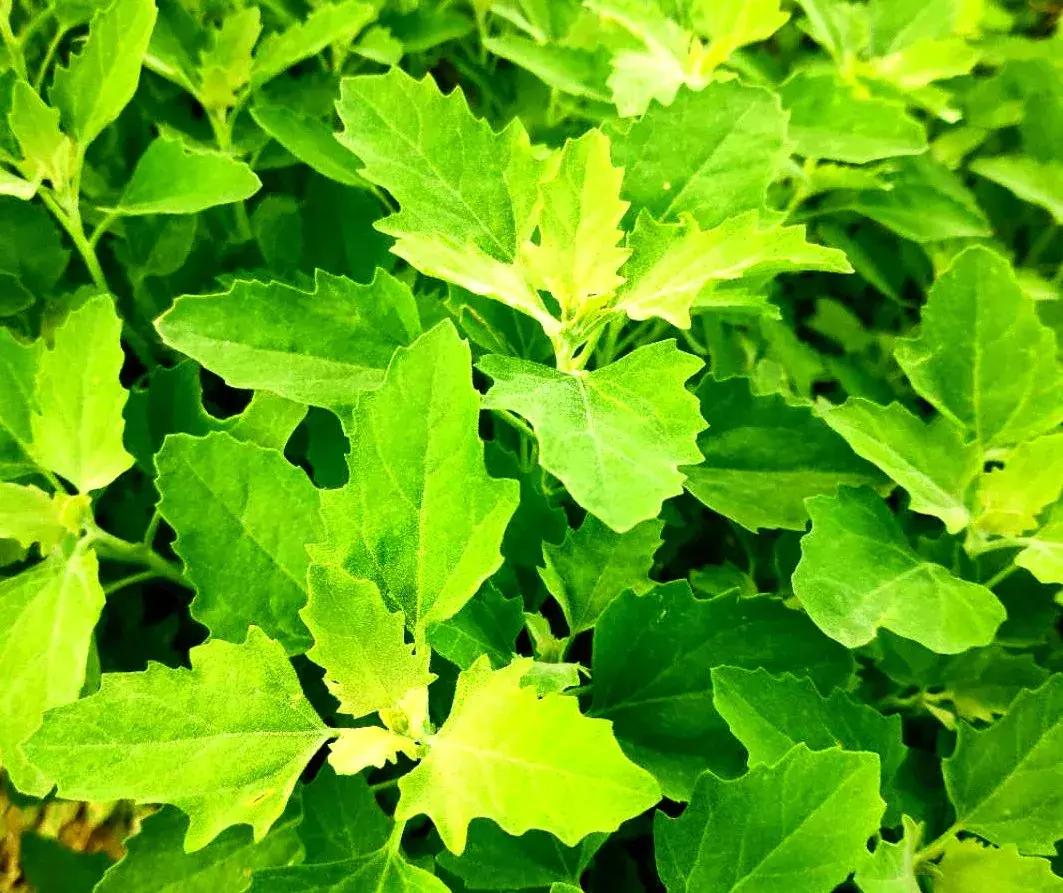 玉米苗前封闭除草剂哪种最好,麦茬玉米打封闭药管用吗