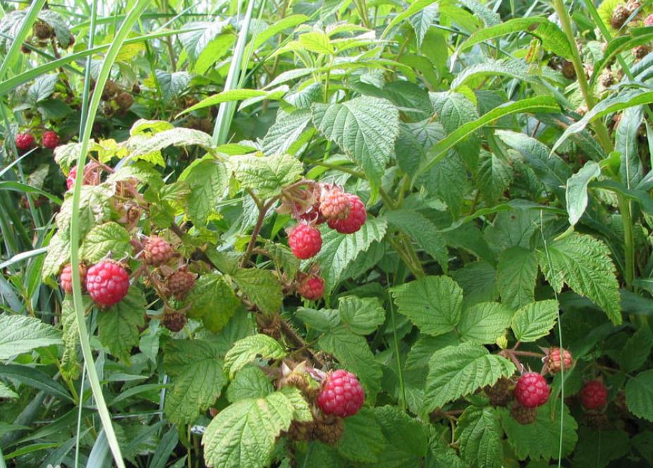 荒地野果,野果子白色山莓