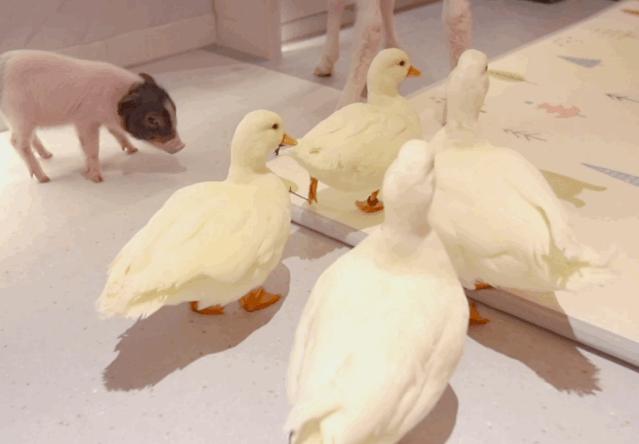 kfc鍏,kfc鍏鍜栧暋