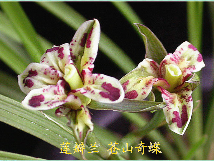 大理云龙县莲瓣兰,莲瓣兰滇西红缘