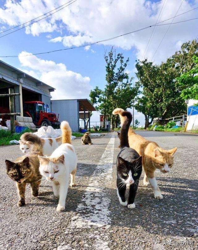 如何让猫咪变得十分乖巧特别粘人,猫咪怎么才能不闹猫