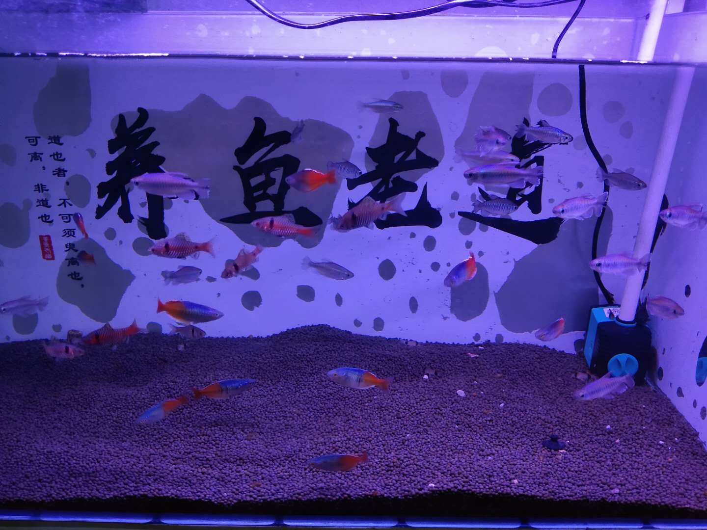 买观赏鱼回来要注意什么,观赏鱼新鱼到家身上烂了怎么办