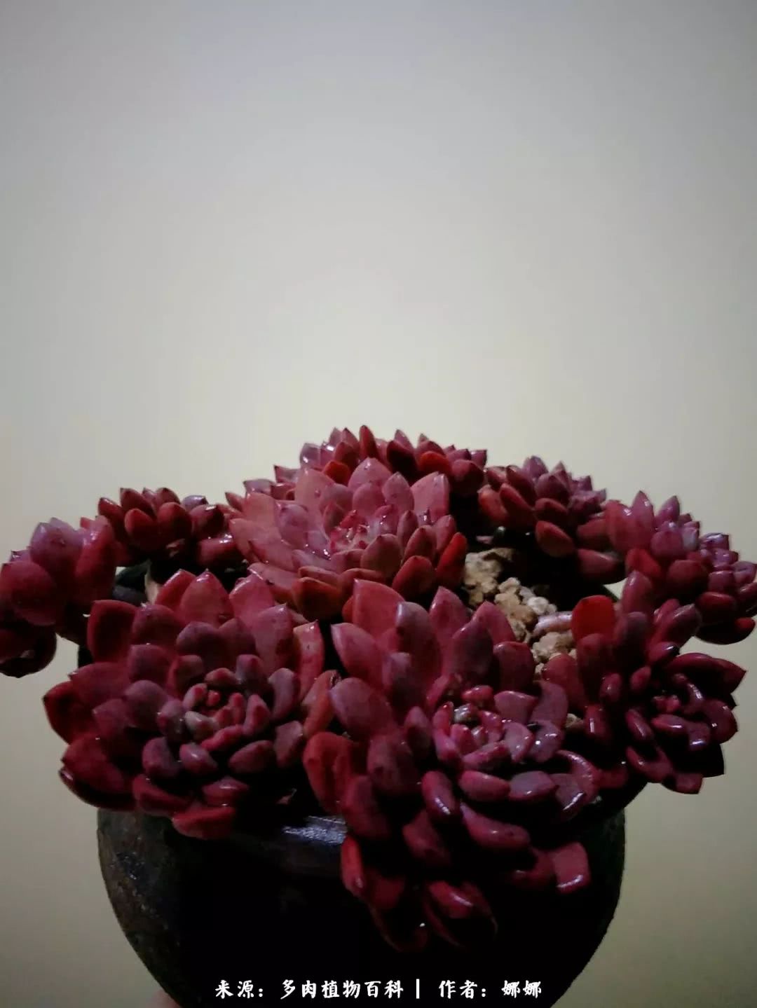 篱笆花开情常在，守你一生不变！