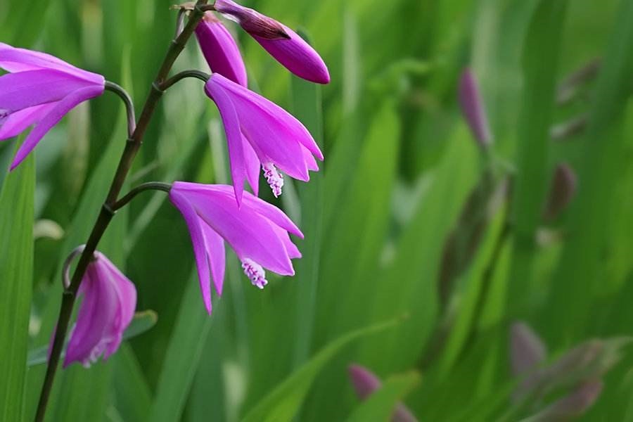 白芨的养殖方法,白芨养殖