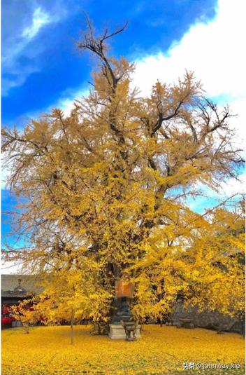 银杏凭什么能赢得植物大战?又凭什么能有长达千年的寿命?