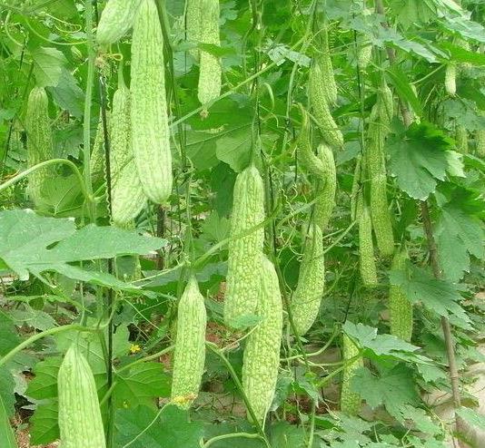 苦瓜疫病用什么药好得快,苦瓜黑斑病图片及治疗方法