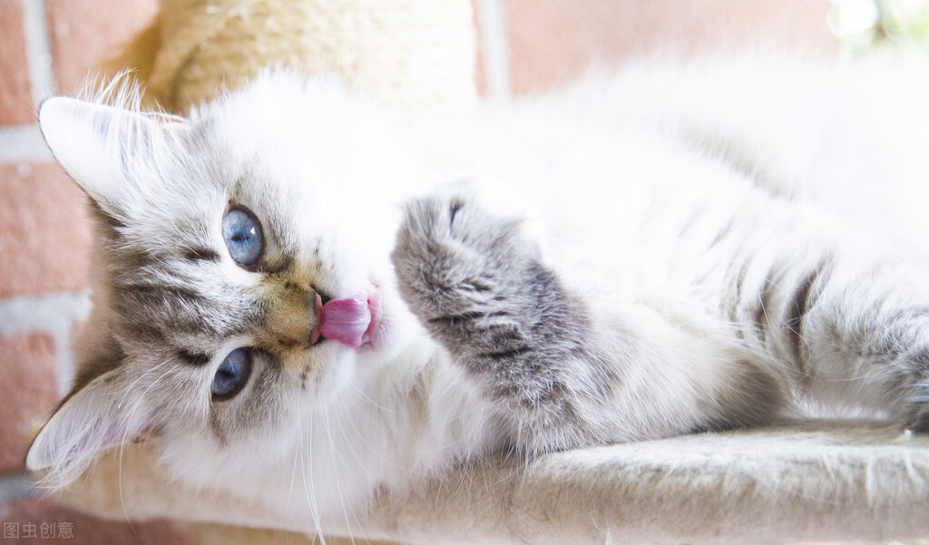 长期养猫会导致人的甲状腺问题吗,养猫吸入猫毛怎么处理啊