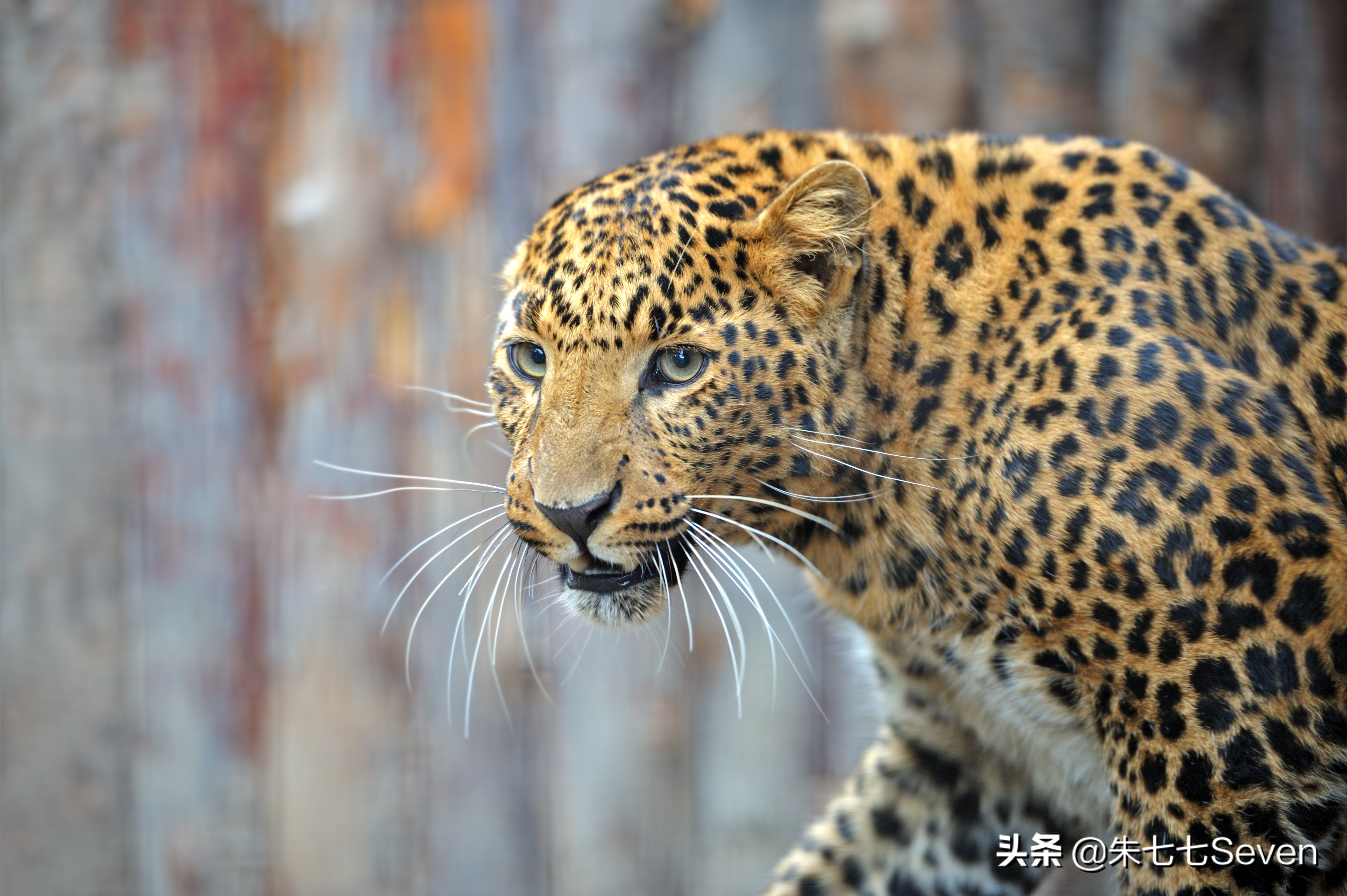 东非野生动物大迁徙,东非动物大迁徙