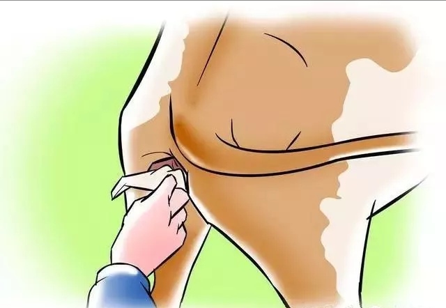 牛人工授精的正确方法和步骤,牛人工授精后两三天流血怎么回事