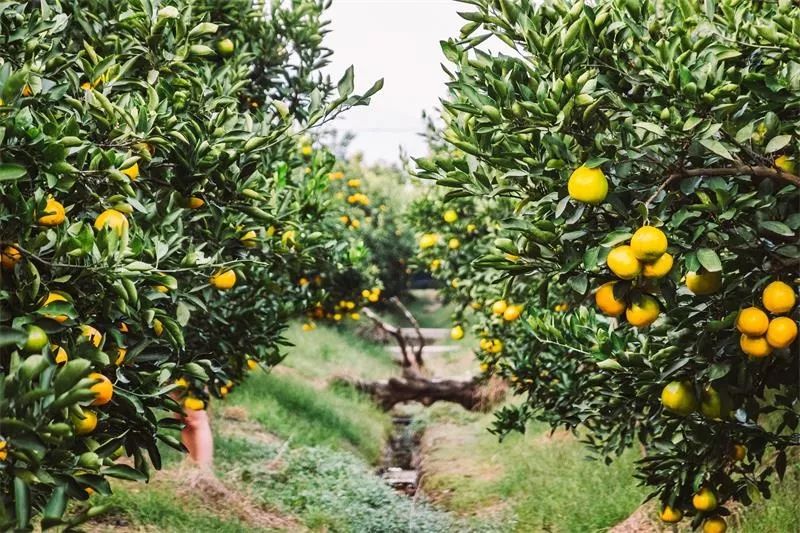 在石家庄生活需要什么条件,在石家庄生活中的技巧