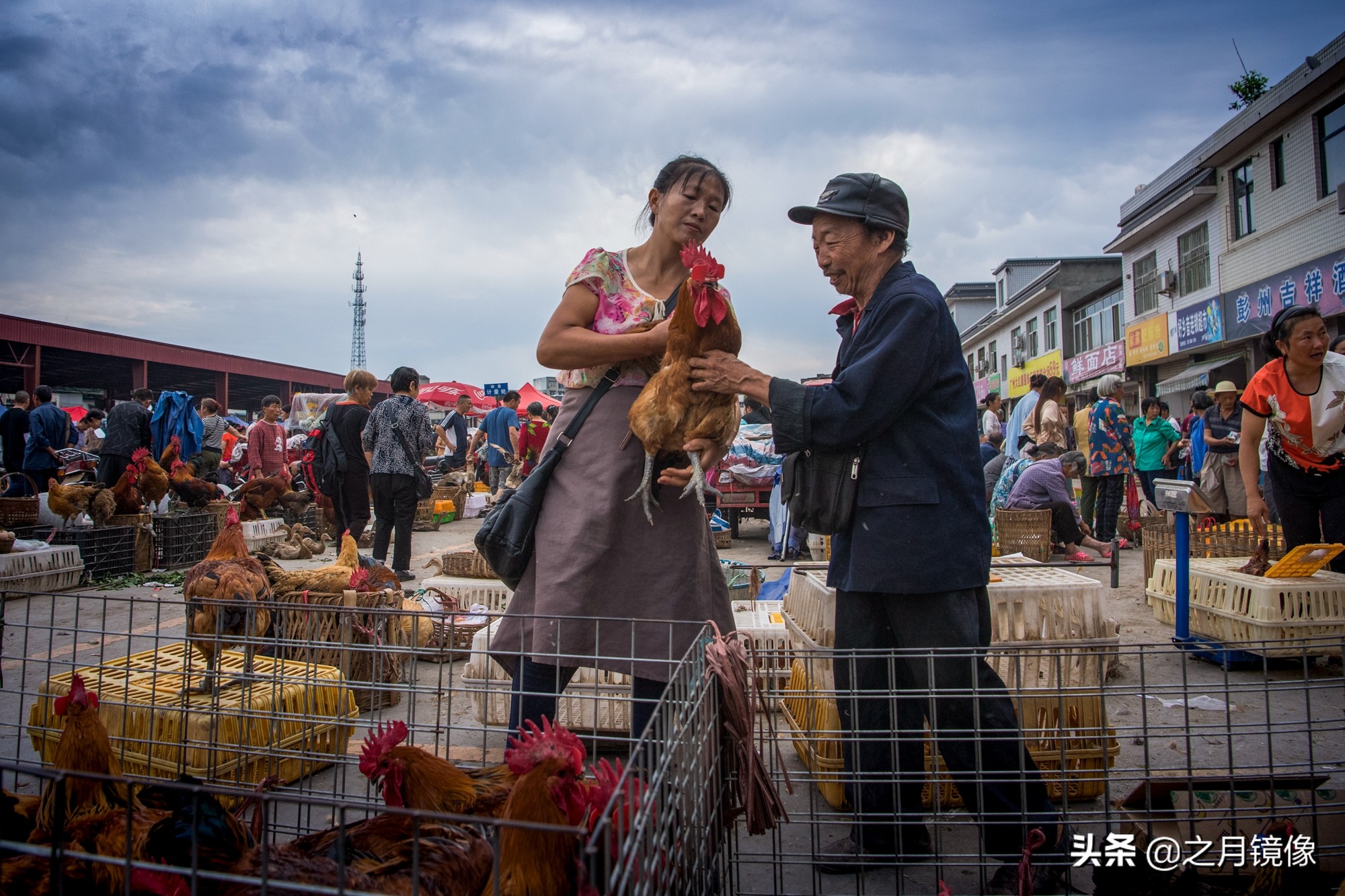 天府新区太平枇杷,成都太平枇杷批发市场