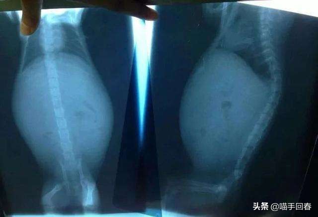 猫咪得了猫传腹站不起来几天会死,猫传腹口服441和针剂441的区别