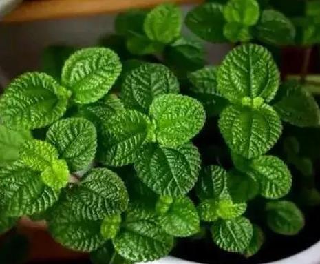 如何改善家里空气质量,家里空气不好怎么办小妙招