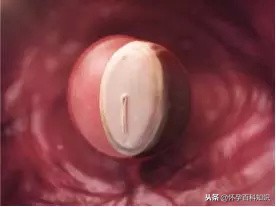 怀孕各个时期胎儿发育过程,怀孕的过程要几天