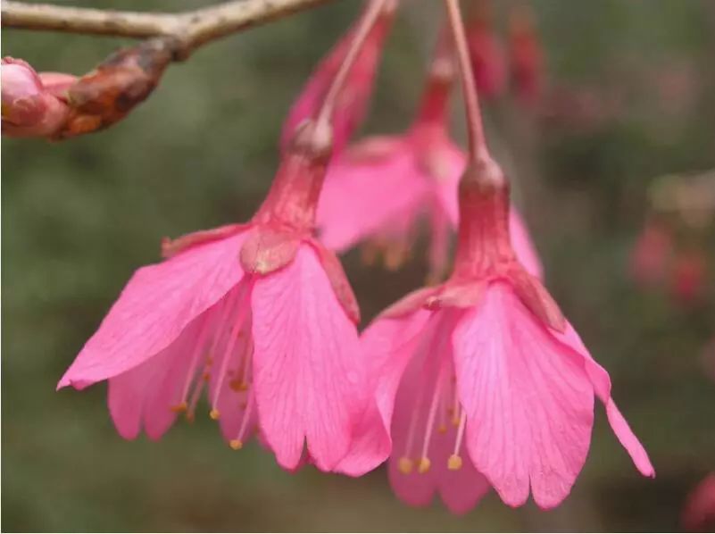樱花时节赏樱花,高颜值又好看又便宜的樱花