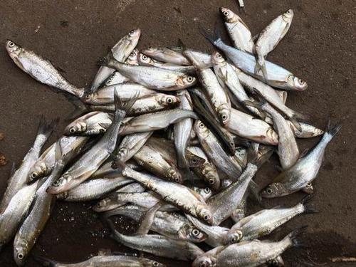 路亚怎么样才能在自然水域钓上鱼,路亚到底怎么样才能钓到鱼