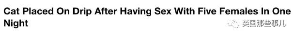 一晚啪了5只喵,累到在医院打点滴,这中国喵把英国人看傻了