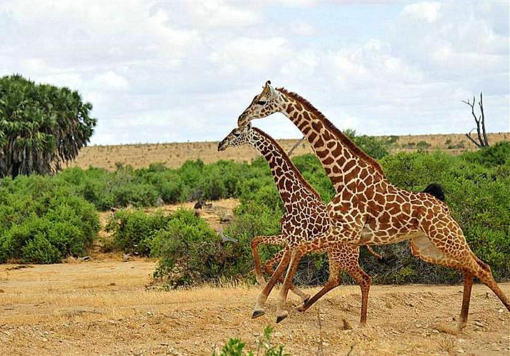 长颈鹿的叫声是怎样的,长颈鹿的叫声像什么