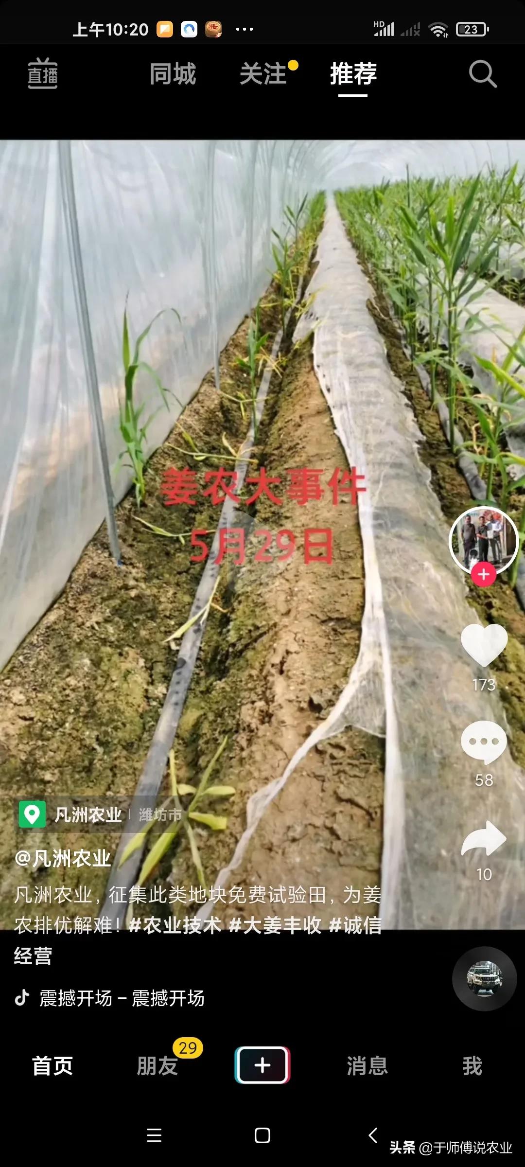 大姜中后期用什么肥,大姜肥料烧了图片