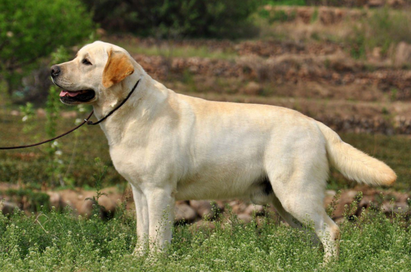 最适合当导盲犬的狗,最适合导盲犬的狗狗