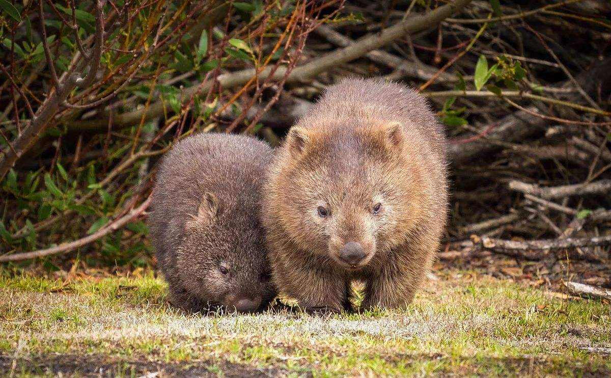 澳洲兔子的百年大战,澳洲人和兔子百年之争