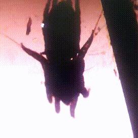 专业宠医答疑：新猫进家前必做的6项体检，万万不可少！