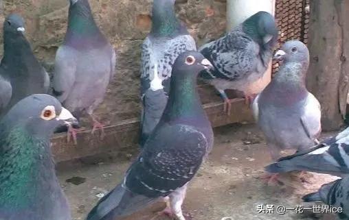 马鞍山泥鳅养殖小本创业,适合广西小本养殖项目