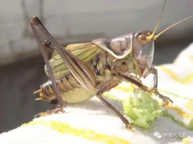 怎么样正确挑选蝈蝈,挑选蝈蝈最佳方法